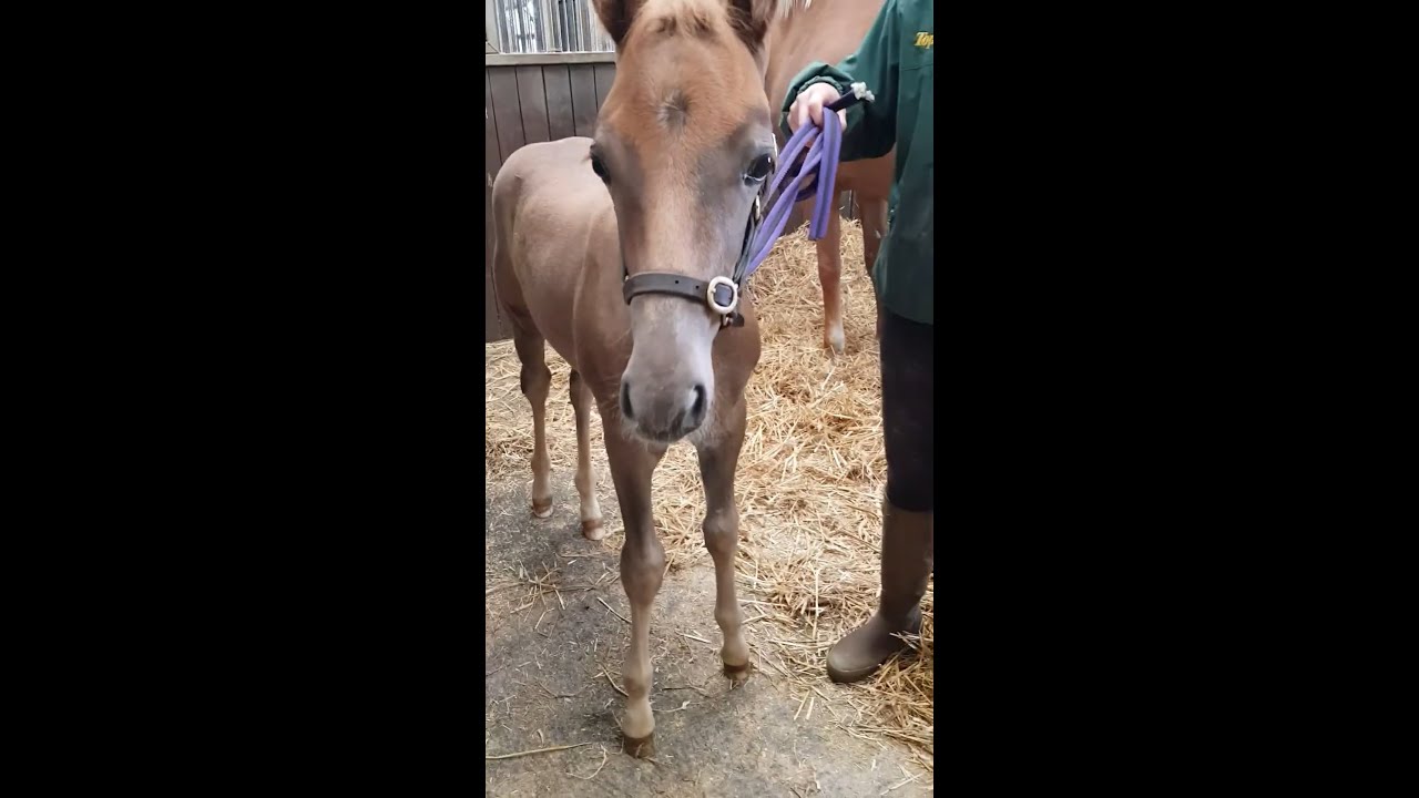 Foal flexural deformity treatment, first & second visit