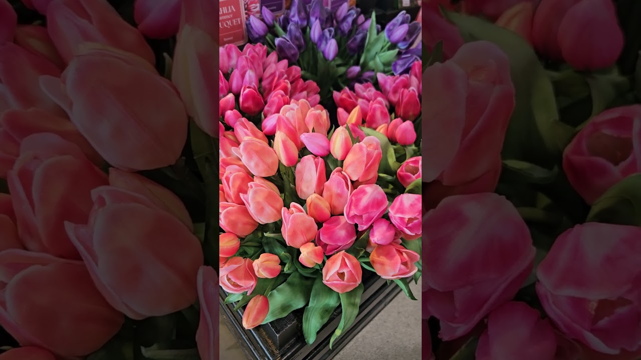 Are you ready for Tulips Festival in Amsterdam Netherlands? 🇳🇱 😎 🌷 