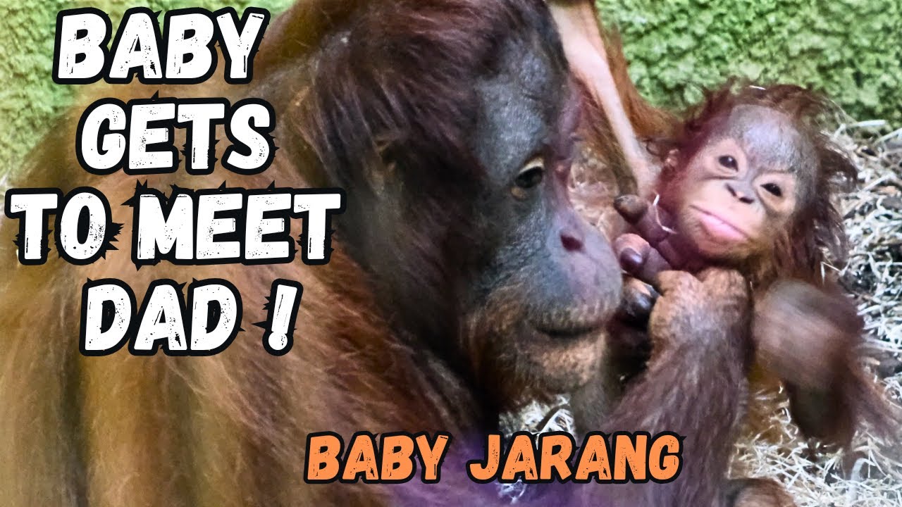 First Time Baby Orangutan Meets Dad!
