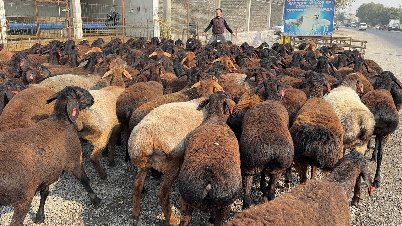 170-ta QOCHISHGA TAYYOR TOXLI XISSORI SOVLUQLAR ARZON NARXDA KELDI😱😱😱