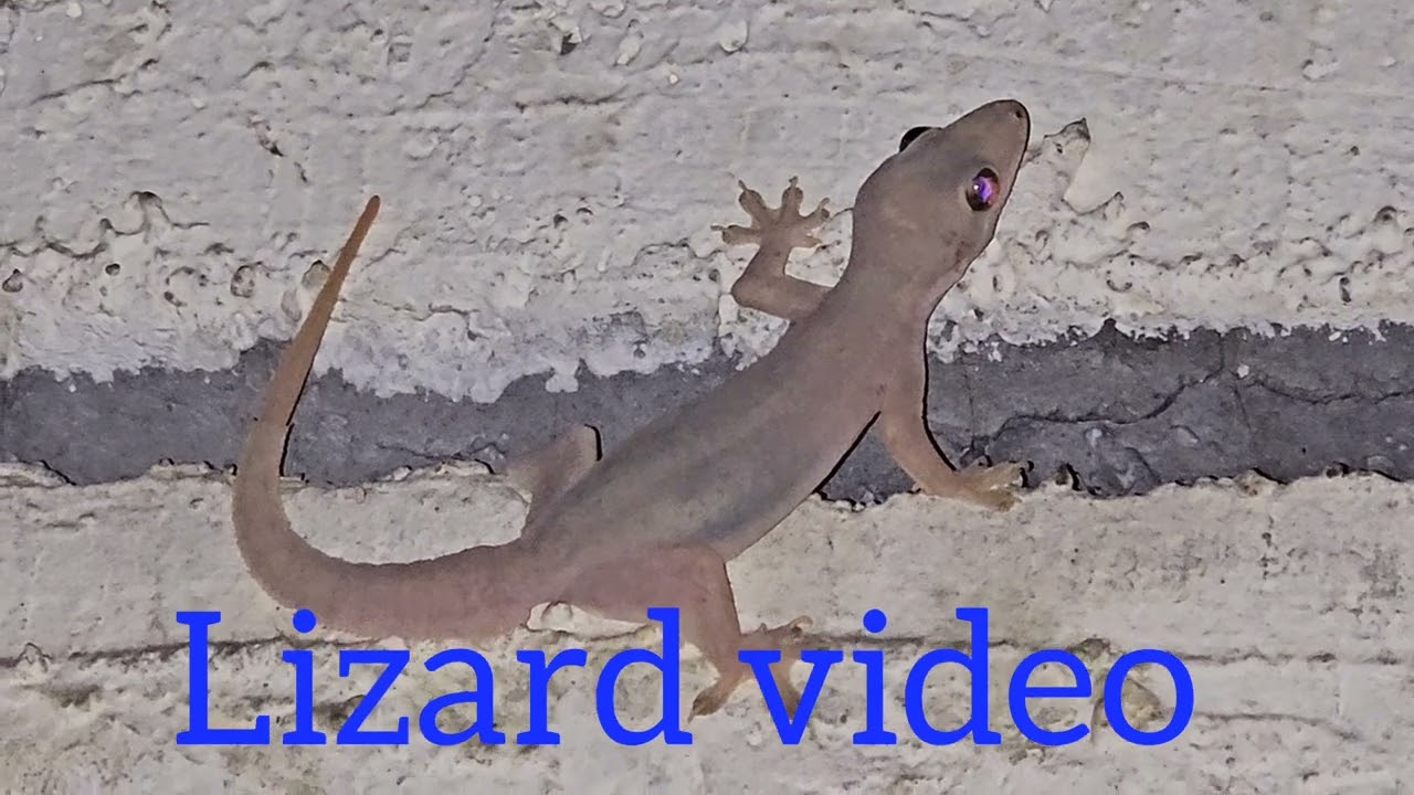Lizard video gecko video 