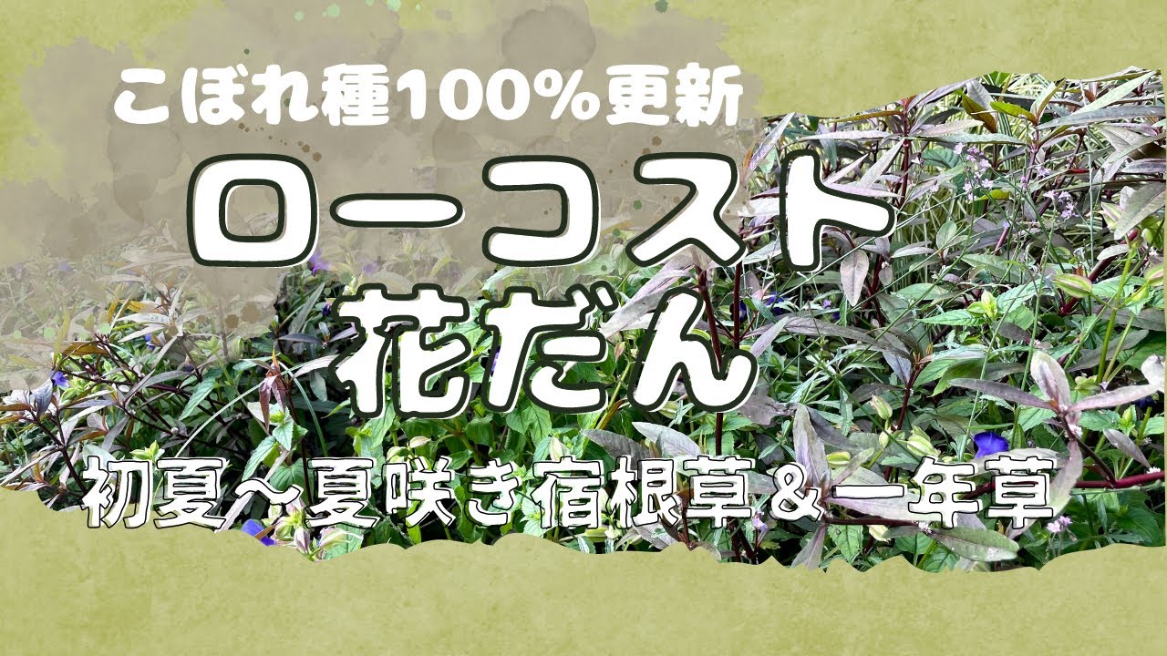 《こぼれ種100％宿根草＆一年草》こぼれ種が出る植物を選んでローコストで花壇を作ろう！