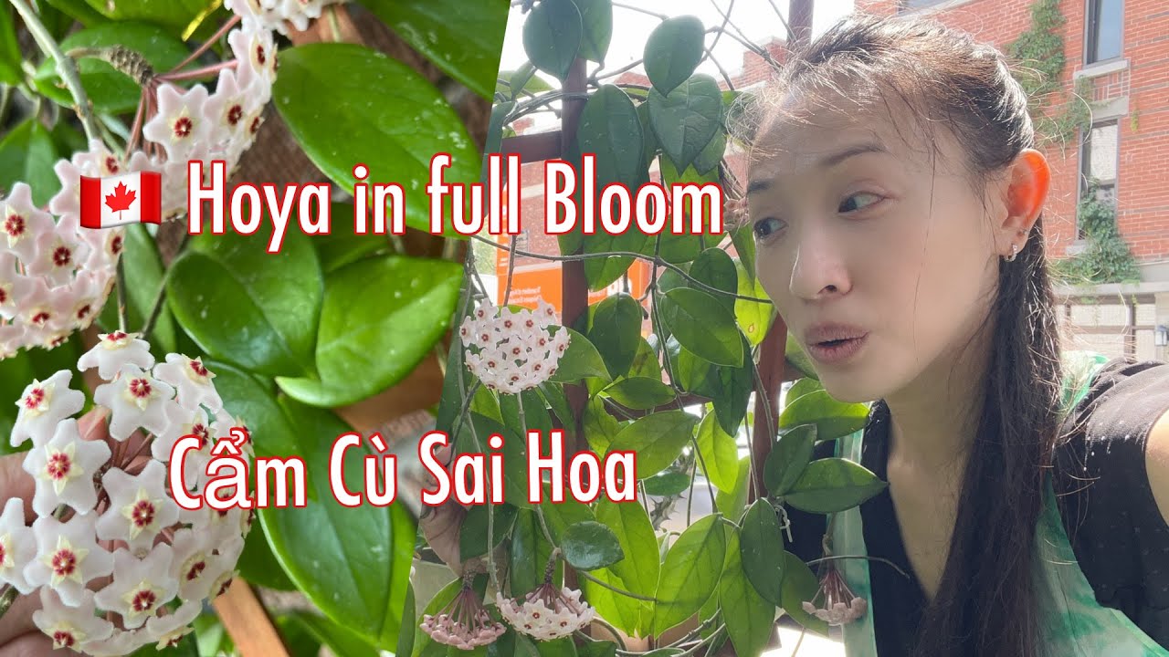 Tâm sự Châm sóc cây Cẩm Cù ra Hoa | Hoya Carnosa blooming caretips