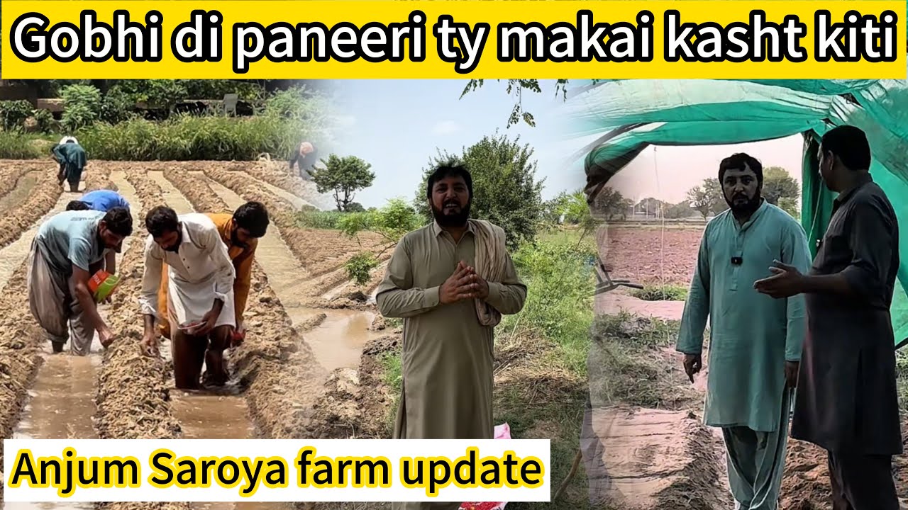 Makai kasht kiti ty Gobhi di paneeri laai | Anjum Saroya farm update 