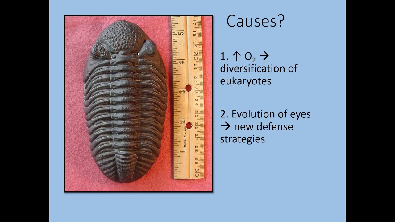 10.1 The Cambrian Explosion through the Taconic Orogeny