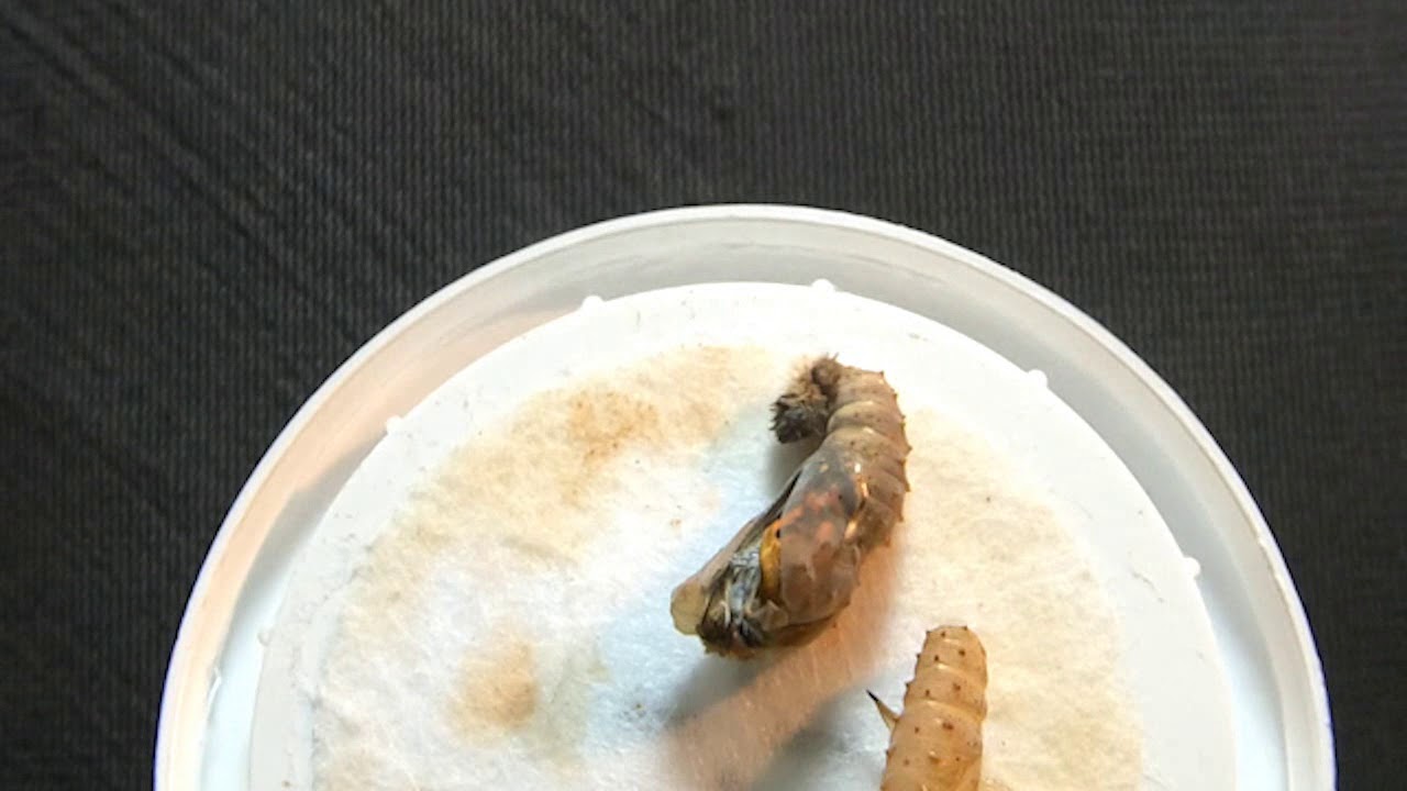 Ein Distelfalter schlüpft