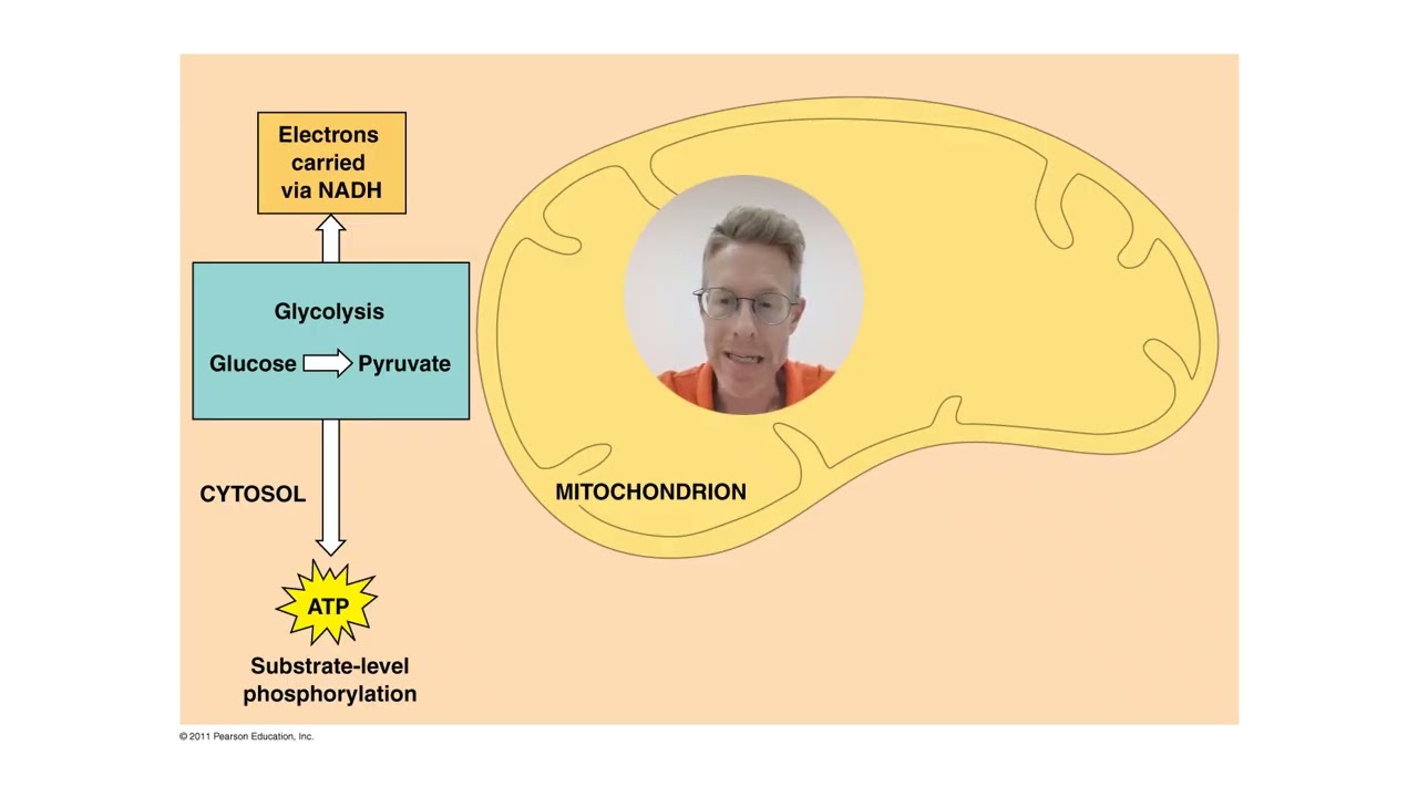 BohnsBioBasics 4 Cell Respiration and Photosynthesis