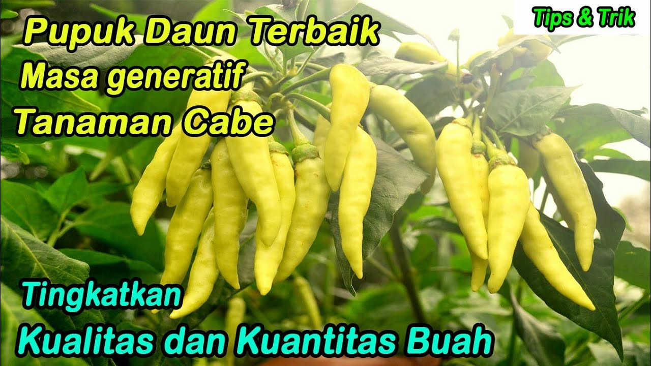 Pupuk daun terbaik tanaman cabe saat masa generatif