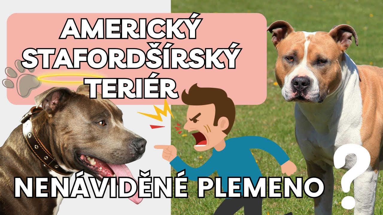 Americký stafordšírský teriér | Nebezpečný zabiják, nebo miláček? |