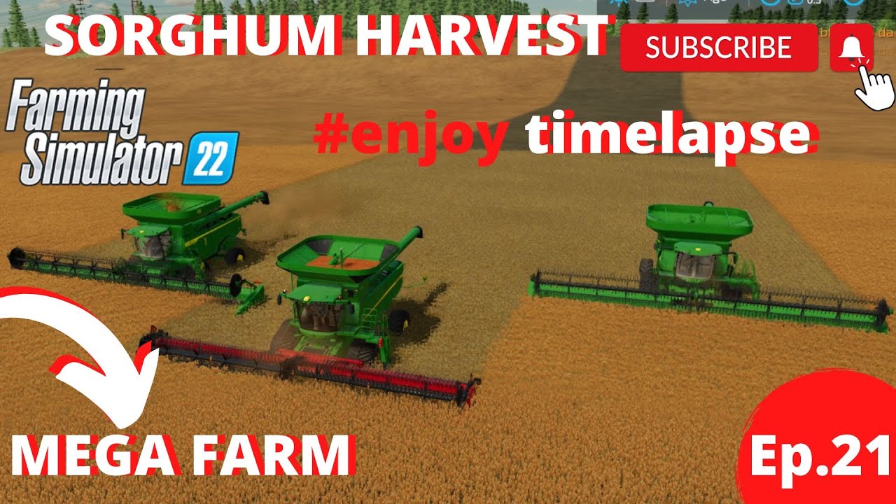 #fs22 , HARVESTING SORGHUM / MEGA FARM // #GAMEPLAY #timelapse #farmingsimulator22 #bossini #ravizza
