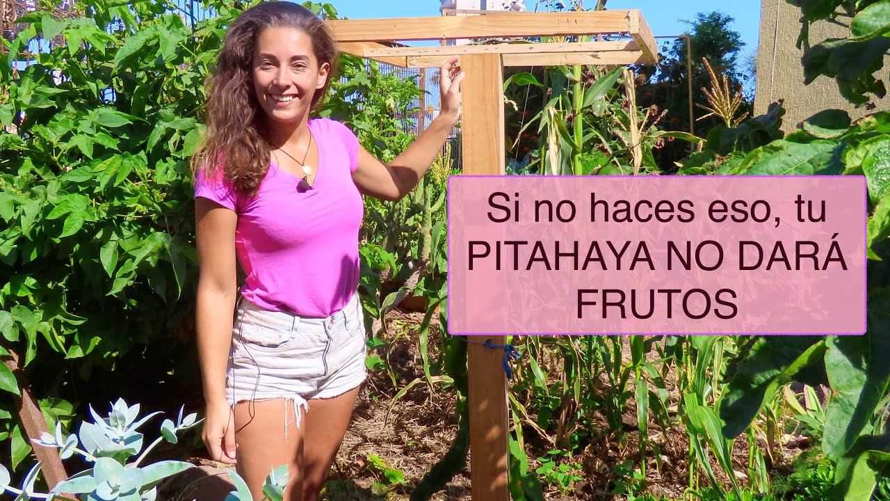 Como construir una ESTRUCTURA para la PITAHAYA (y manutención inicial de las plantas)