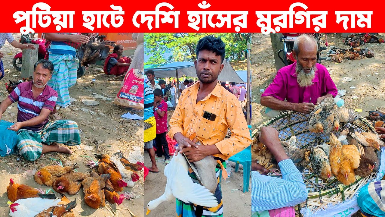 পুটিয়া হাটে দেশি হাঁসের মুরগির দাম | Village Market | Putia hat Narsingdi | Putia Bazar