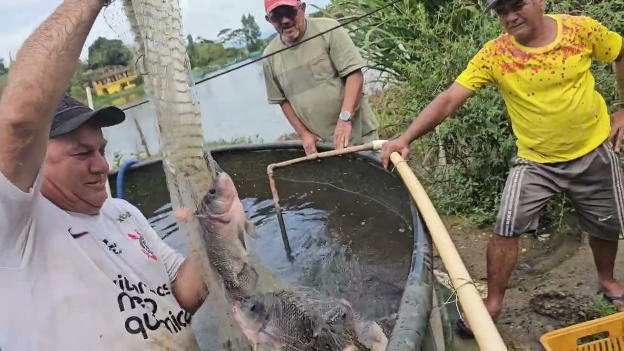 OLHA FOI IMPRESSIONANTE A QUANTIDADE DE TILAPIA QUE TINHA DENTRO DO TANQUE DE ALUMÍNIO 