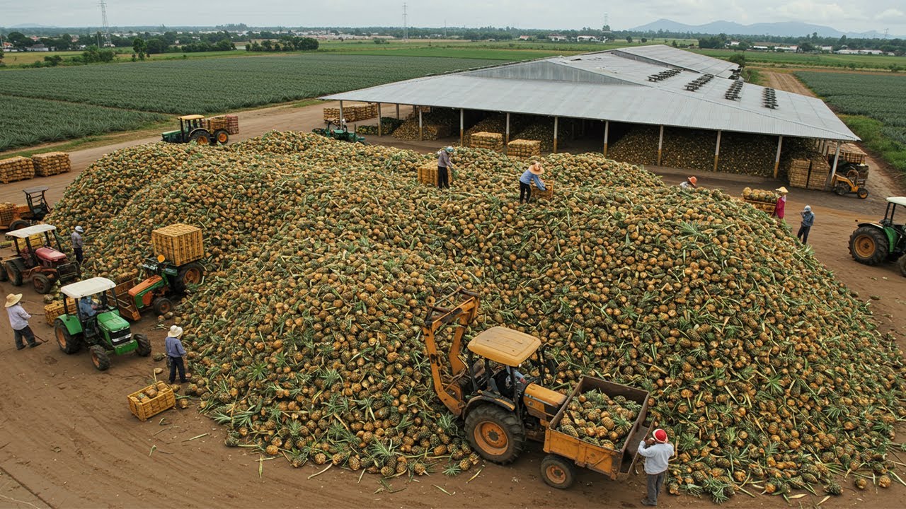 A MAIOR FAZENDA DE ABACAXI DO MUNDO! Dinheiro doce