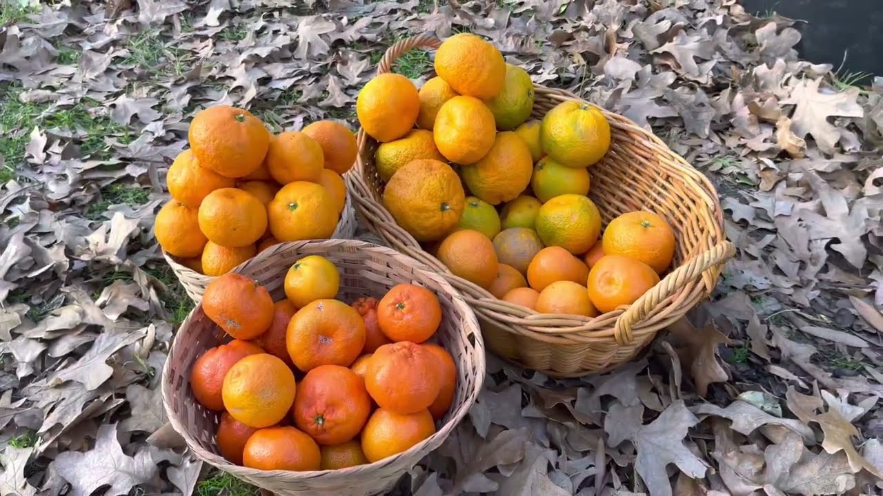 Satsumas, Orange and Mandarin Harvest 2022.