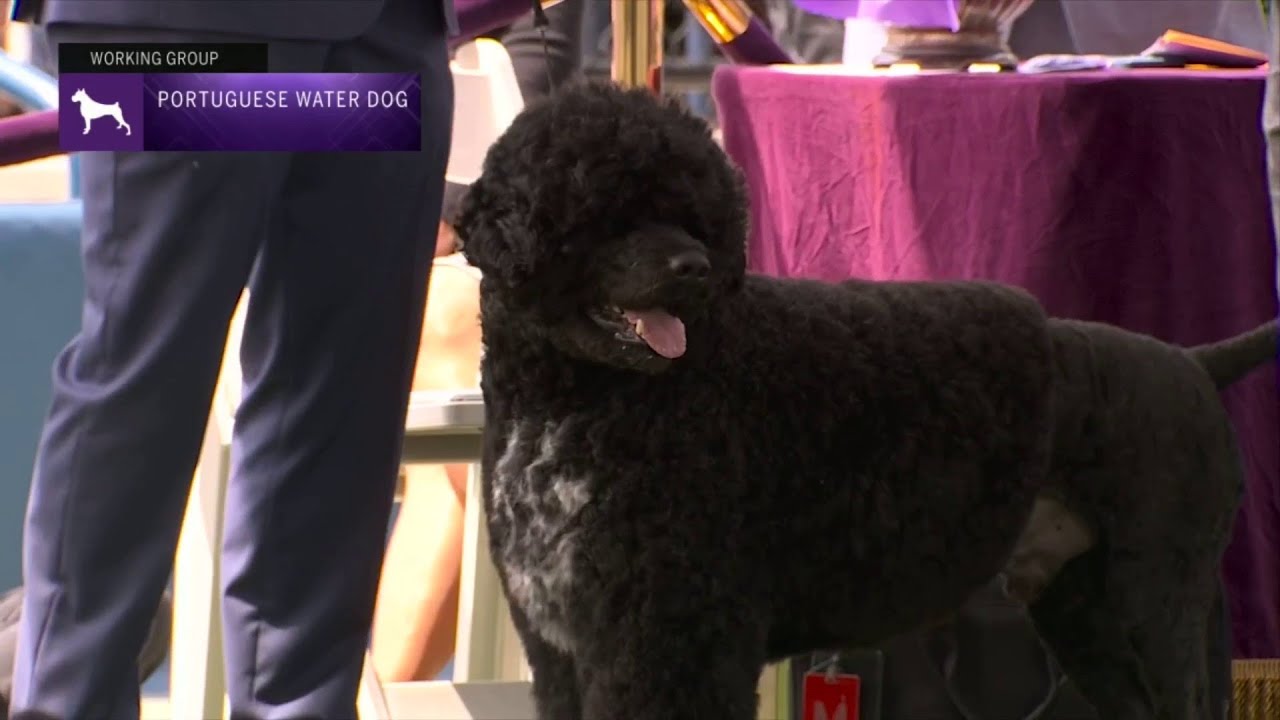 Portuguese Water Dogs | Breed Judging 2023