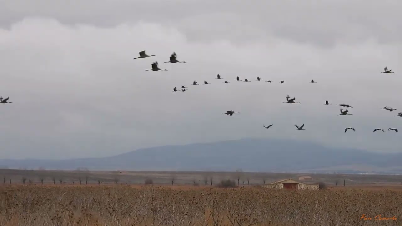 17 diciembre 2025 Gallocanta