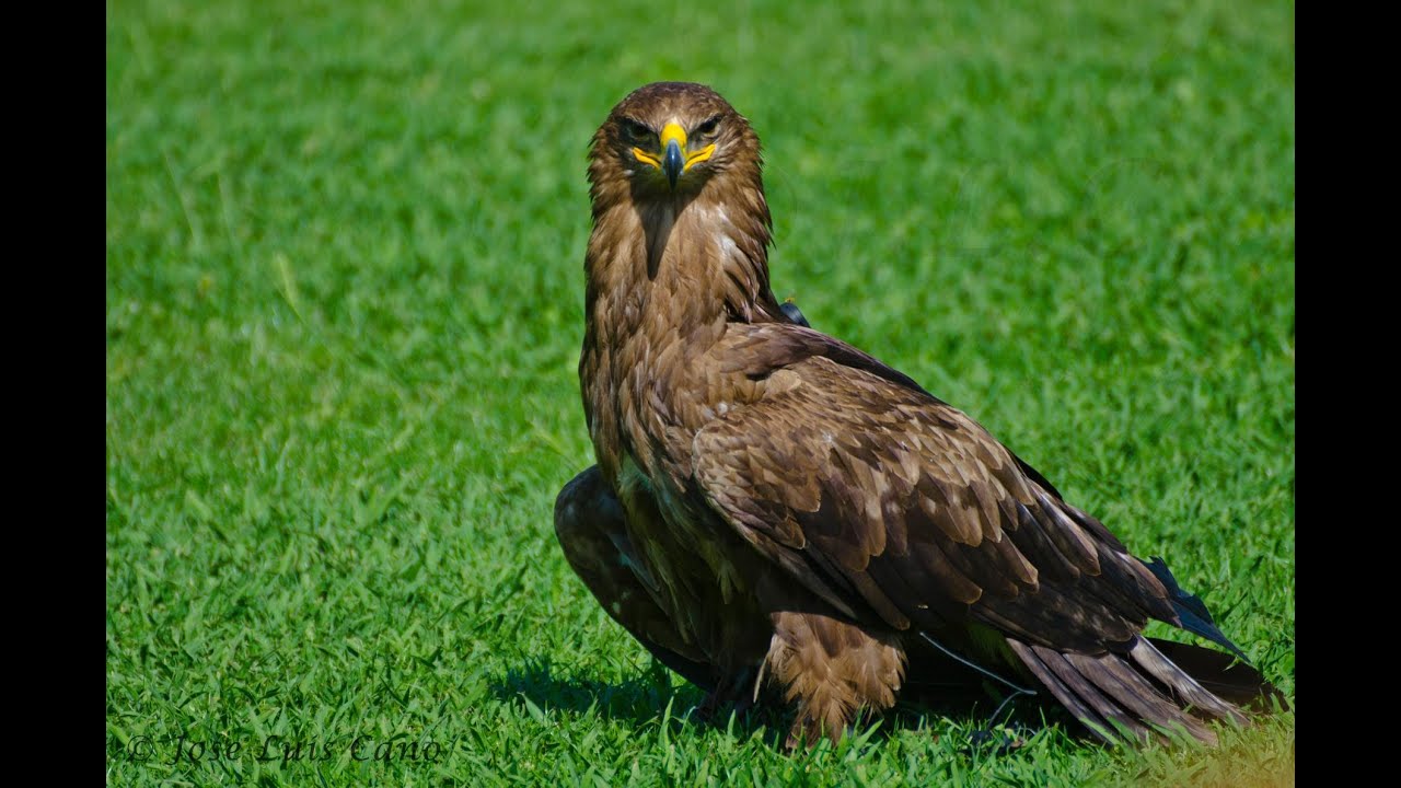 SAFARI MADRID Volando con Nacar (Águila Esteparia)