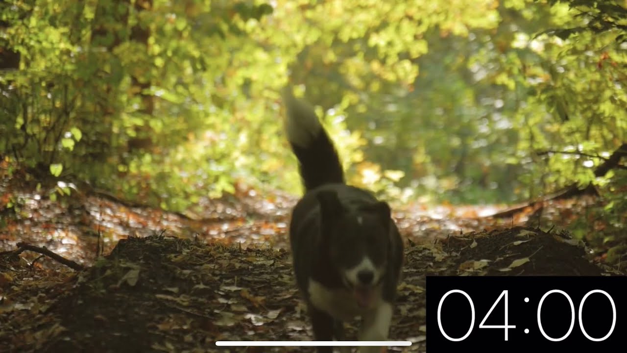 4 Minute Timer - Adorable Dogs