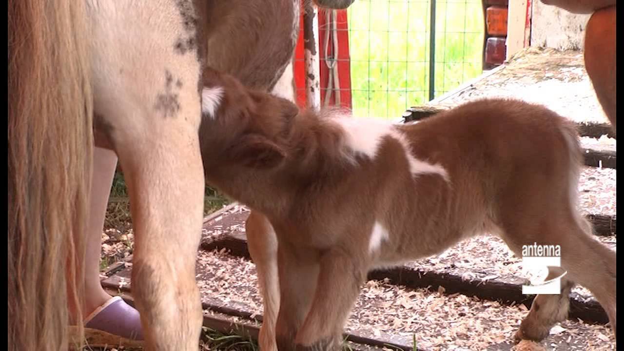 Rovetta il circo che salva gli animali Antenna 2 TV 28082014