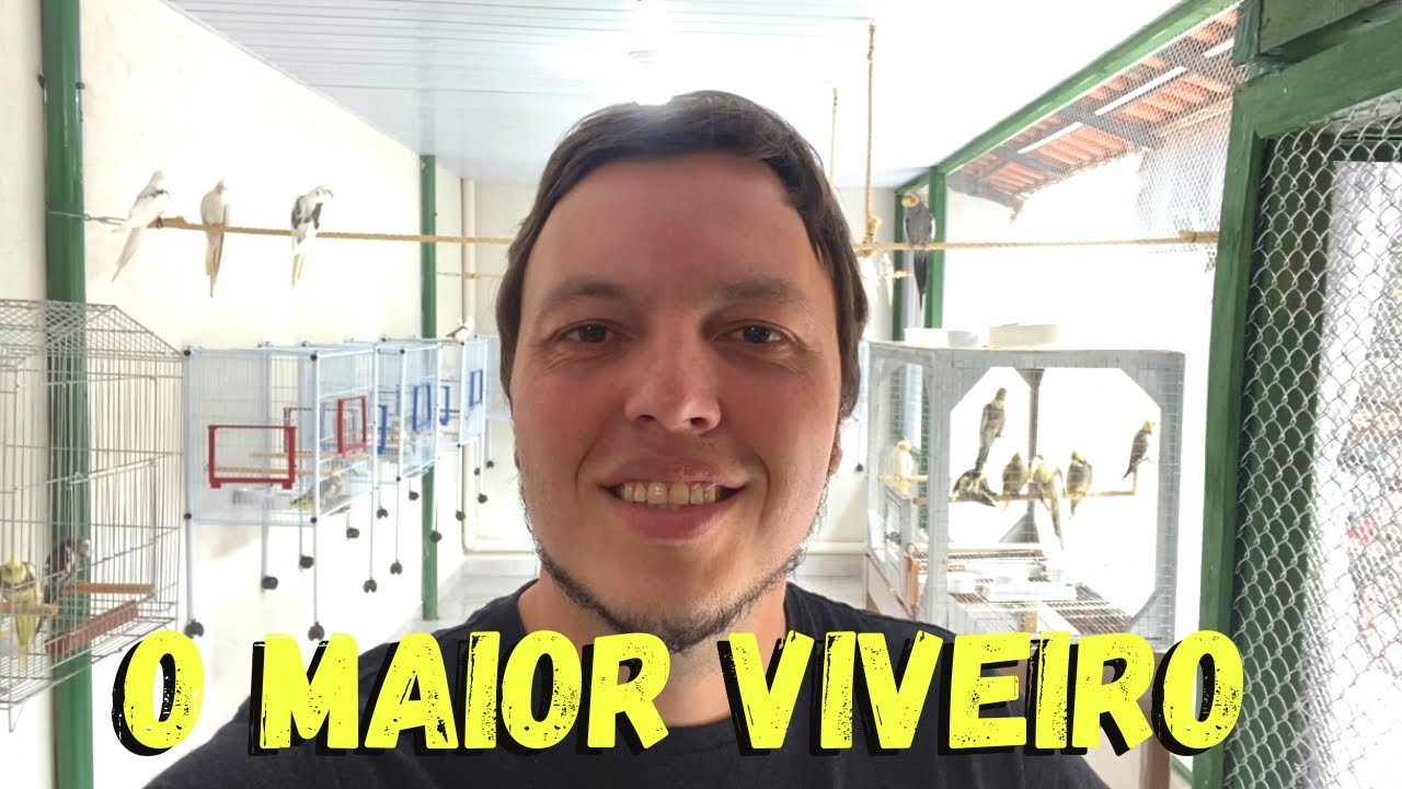 O MAIOR VIVEIRO DE CALOPSITAS DO BRASIL