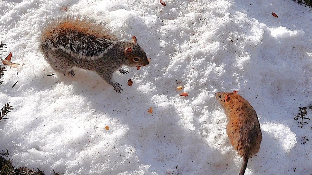 When an alpha squirrel meets and alpha rat