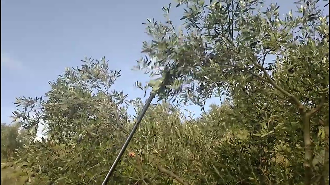 λαναρα μπαταριας αγγελης Amolivo 800 W σε ελιες καλαμων