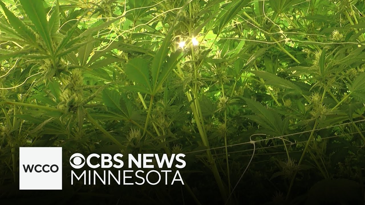 Minnesota 