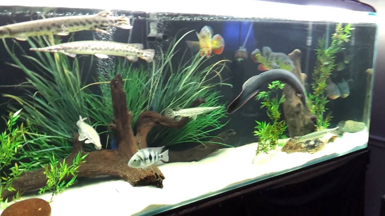 Showcase gars 400 gallon aquarium.