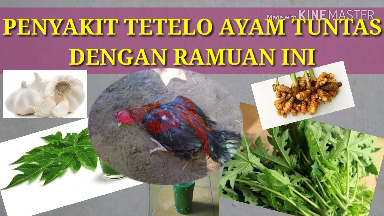 Ternyata Penyakit Tetelo Ayam tuntas dengan cara ini