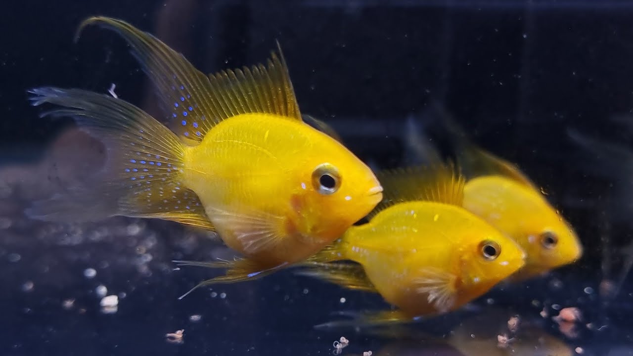 Cá bảy màu khuyến mãi dịp tết 2024 - guppy dumbo koi, Cá phượng hoàng