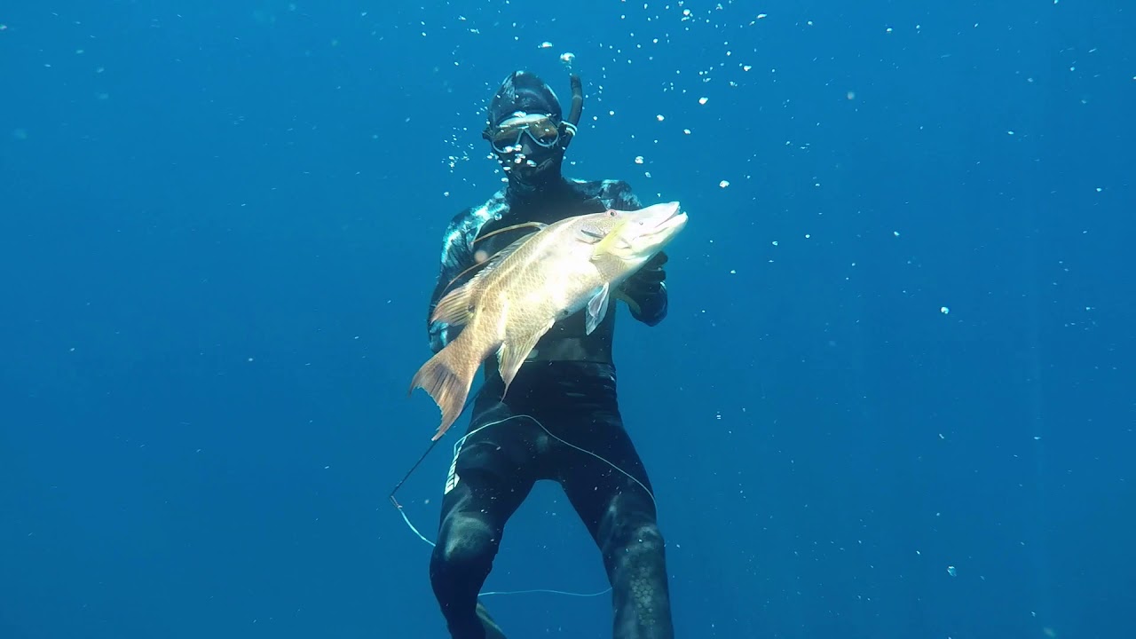 Mundo bajo agua, Arrecifes del Caribe Sur Costa Rica (Blue Youths) #2