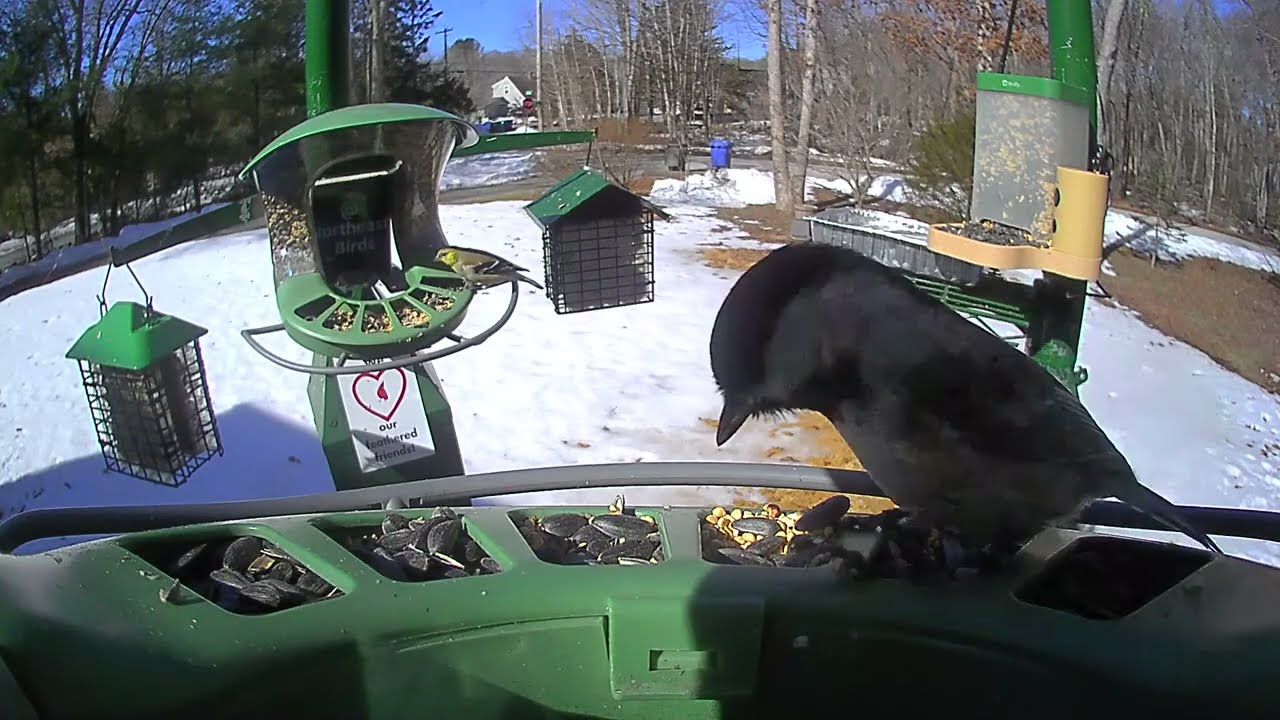 Super Triple Feeder in New England! Another warm day! Chickadees, Juncos, Cardinals, Woodpeckers!