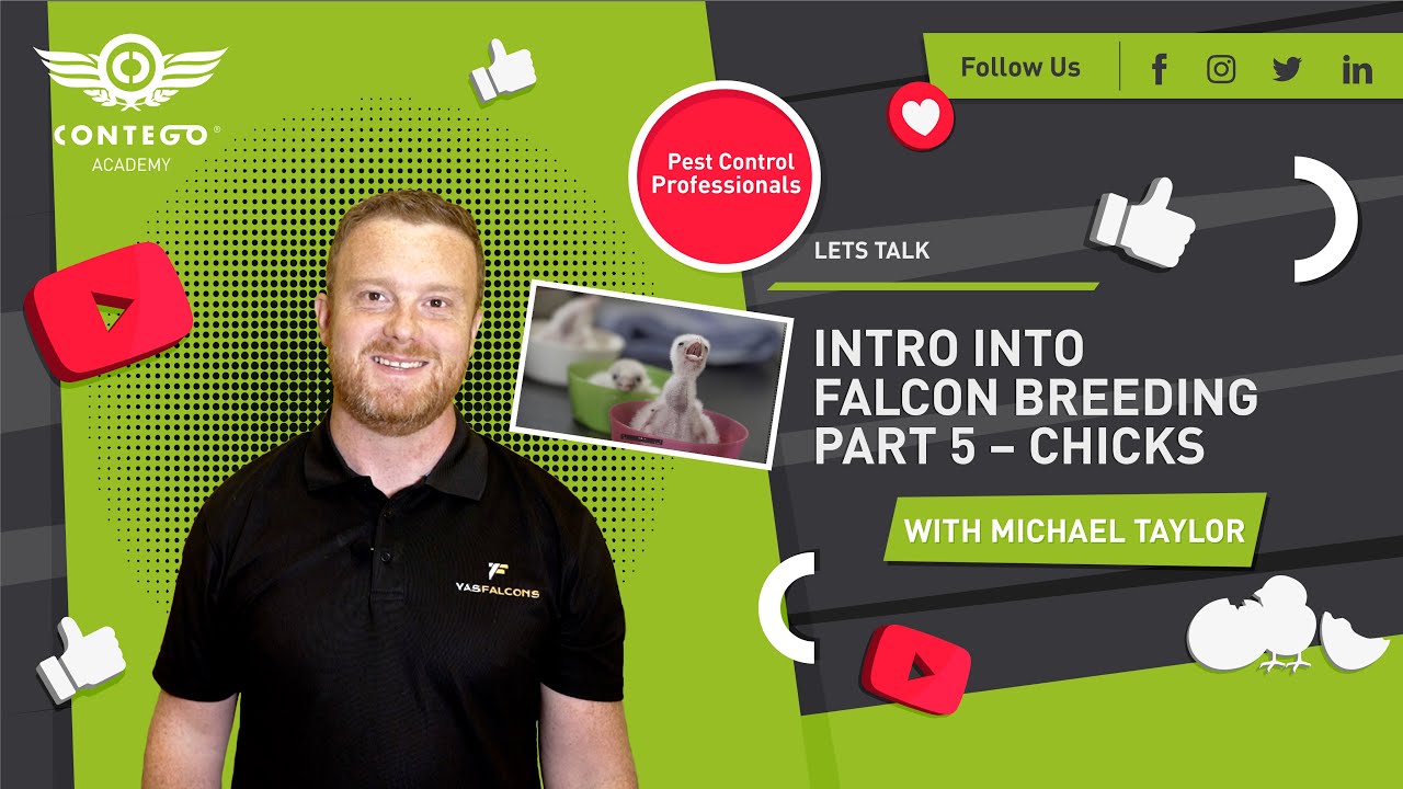Falcon Breeding | Chicks, Feeding, Brooders, and Imprints