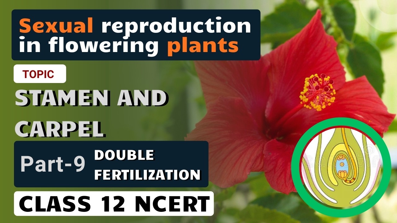 Sexual reproduction in flowering plants | Part 9 | Double Fertilization | NCERT Line By Line