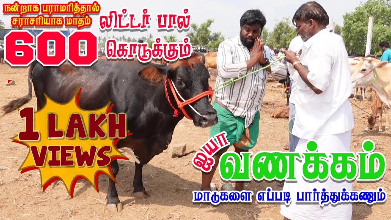 1 lakh views 600 லிட்டர் பால் கொடுக்கும் மெகா சைஸ் மடி மாடு.