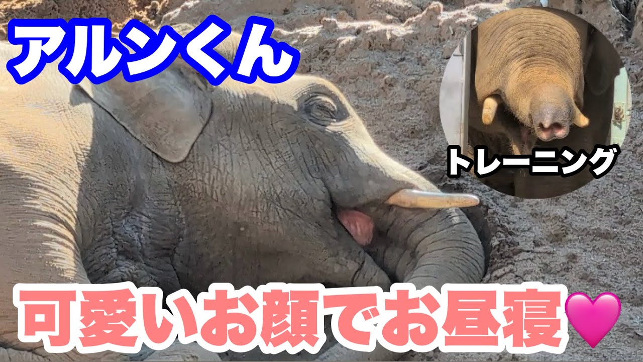 アルンくん、砂山でお昼寝＆トレーニングだじょー　2026.03.04