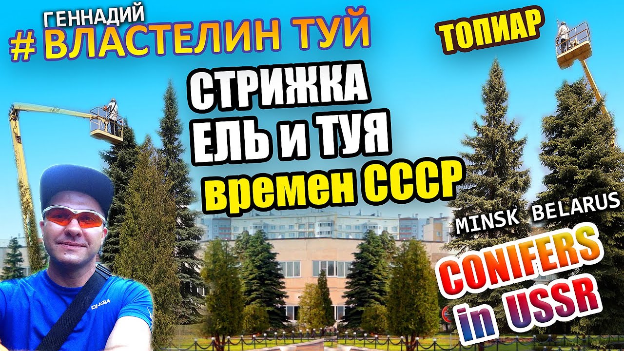| ПОСАДИЛИ ПРИ СССР | @ВЛАСТЕЛИН ТУЙ  |Хвойные СТРИЖКА ТОПИАР | Стрижка туи Минск | Беларусь |