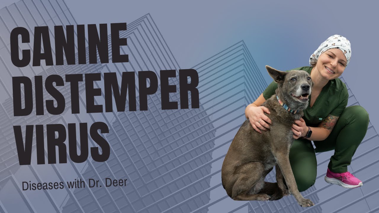 Disease with Dr. Deer - Canine Distemper Virus