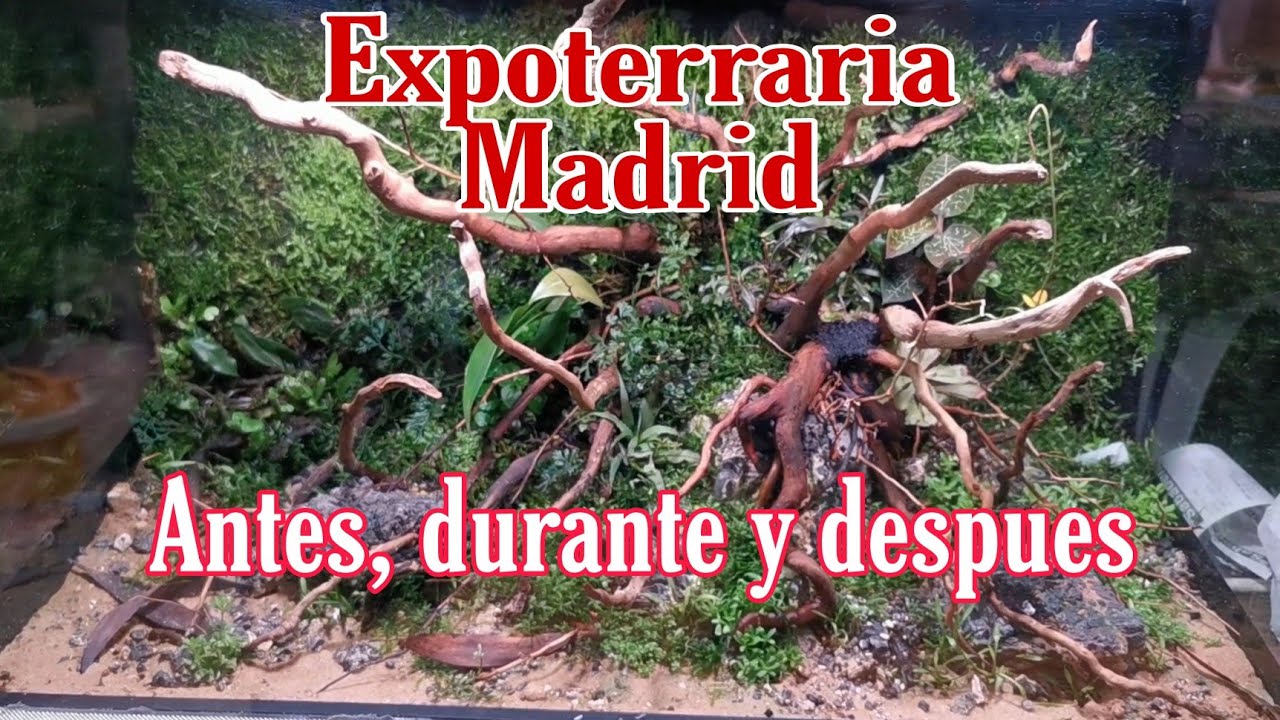 Expoterraria Madrid. Así vivimos una feria en Terribilis.