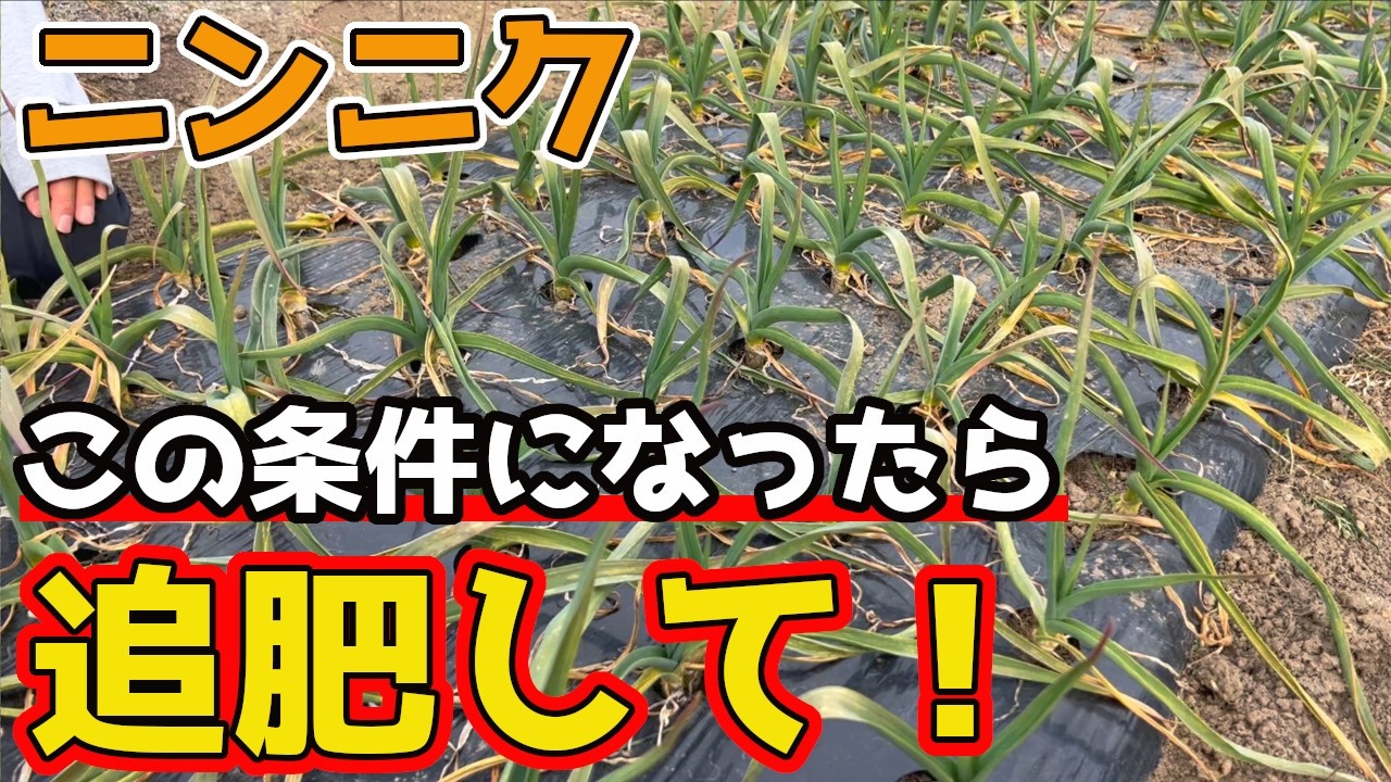 【ニンニク】絶好な追肥のタイミングは”○○が変わったら”です。【家庭菜園】