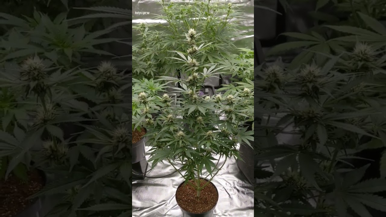Sour Jealousy Auto &bull; Fast Buds &bull; #fastbuds #cannabis #shorts