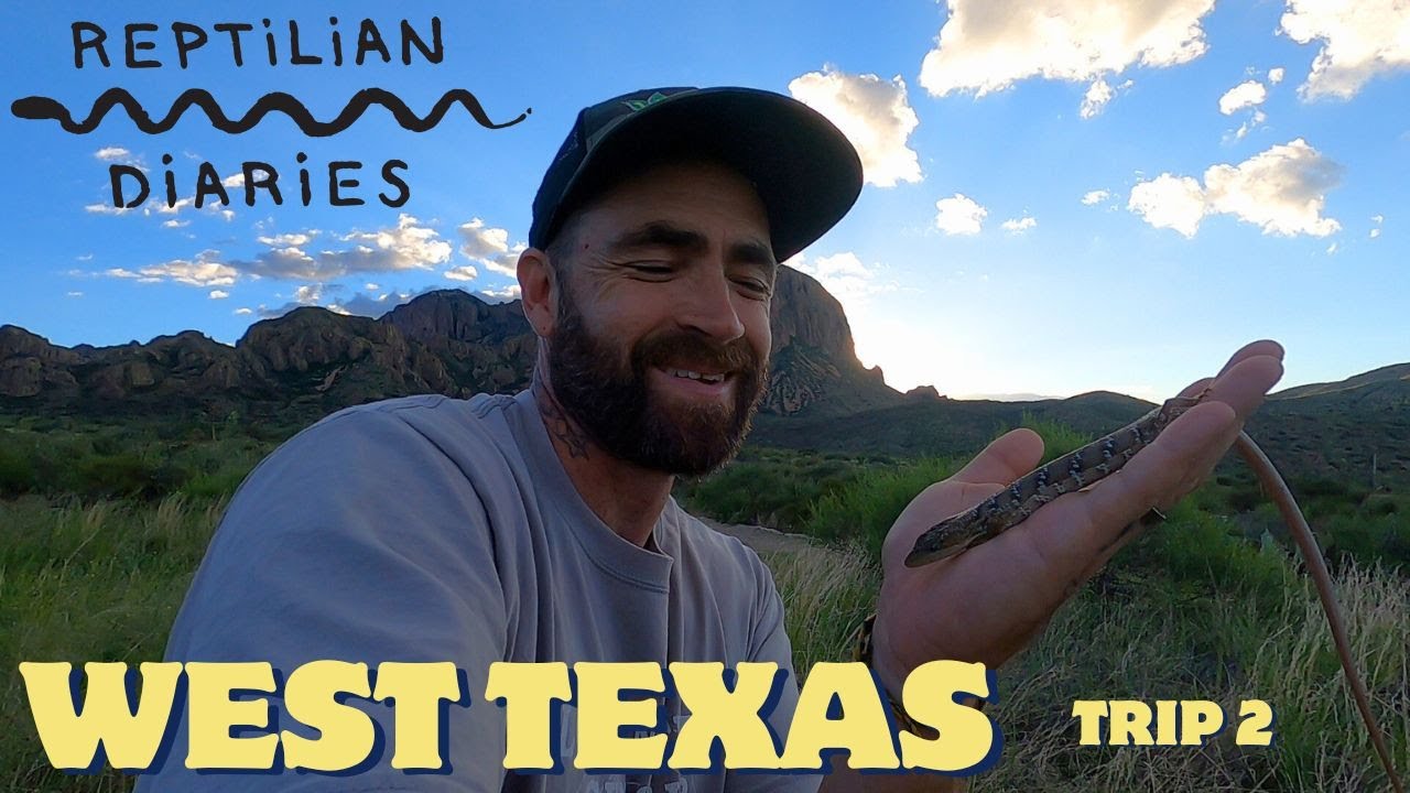 WTX trip! We're after the  Texas Alligator Lizard