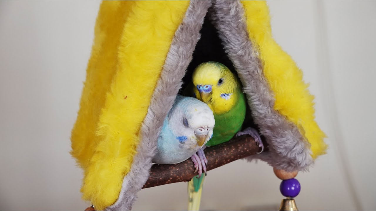 Peluş Sıcak Kuş Yatağı Yapımı Papağan Muhabbet Kuşu İçin