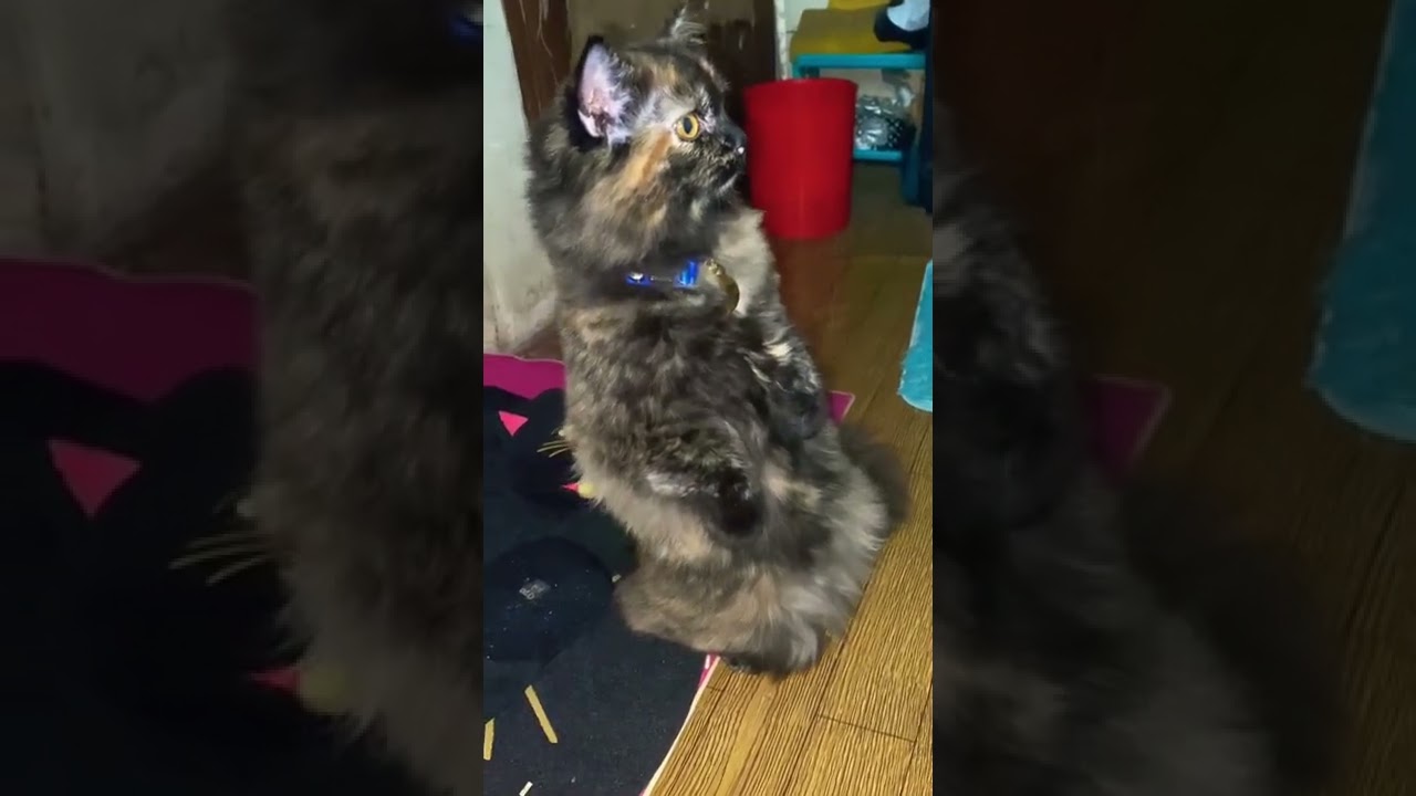 Unwind with your fur friend #funnycats #cats #cat #pets #pet