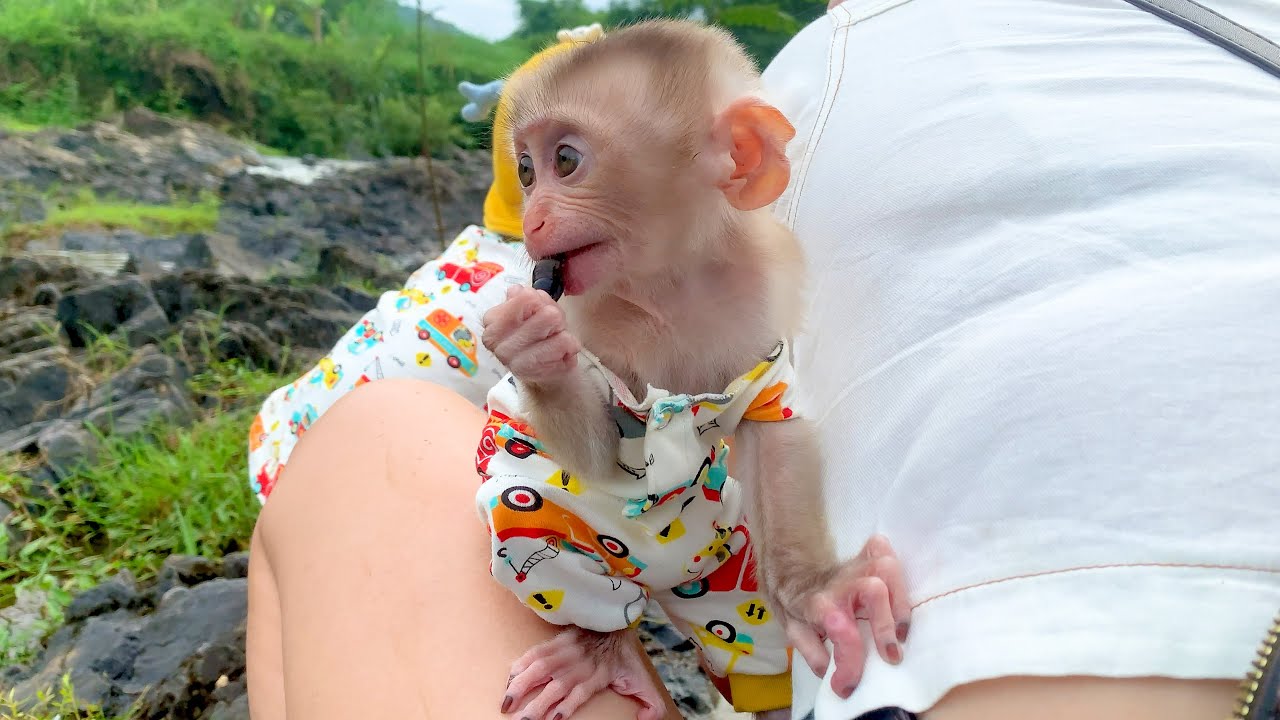 Monkey Puka and Mom go sightseeing