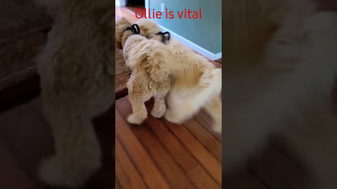 #adorable #cute #ollie #puppy #adorabledog #cutepuppy #dog #cutepet #funny #oscar