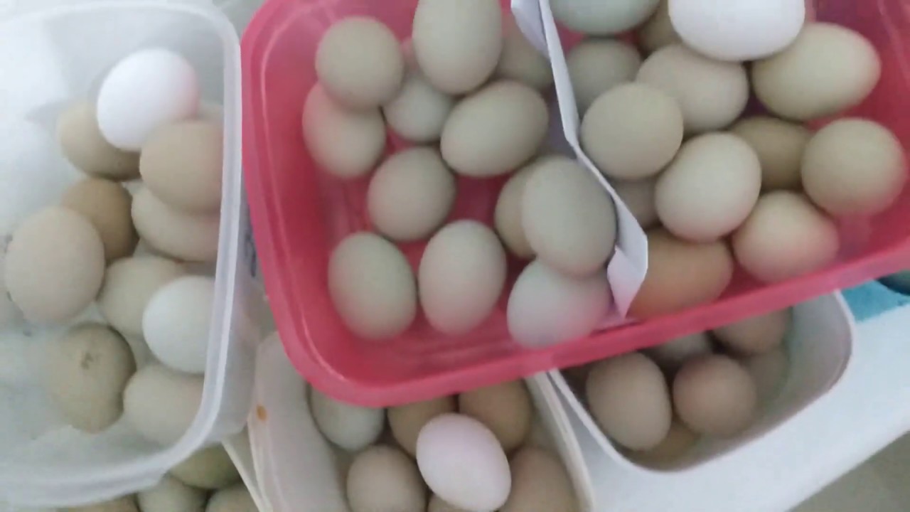 Armazenamento de OVOS FÉRTEIS: Veja o Resultado