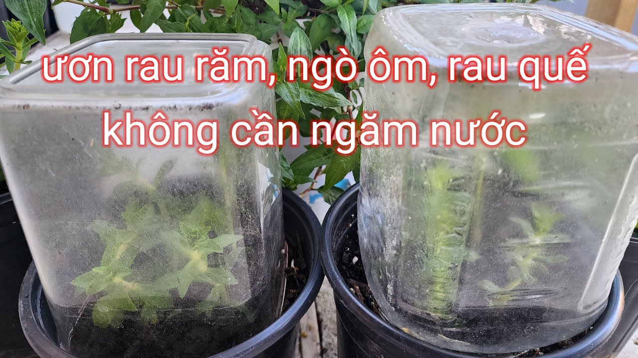 Cách ươn rau răm ngò ôm rau quế không cần ngăm nước t349