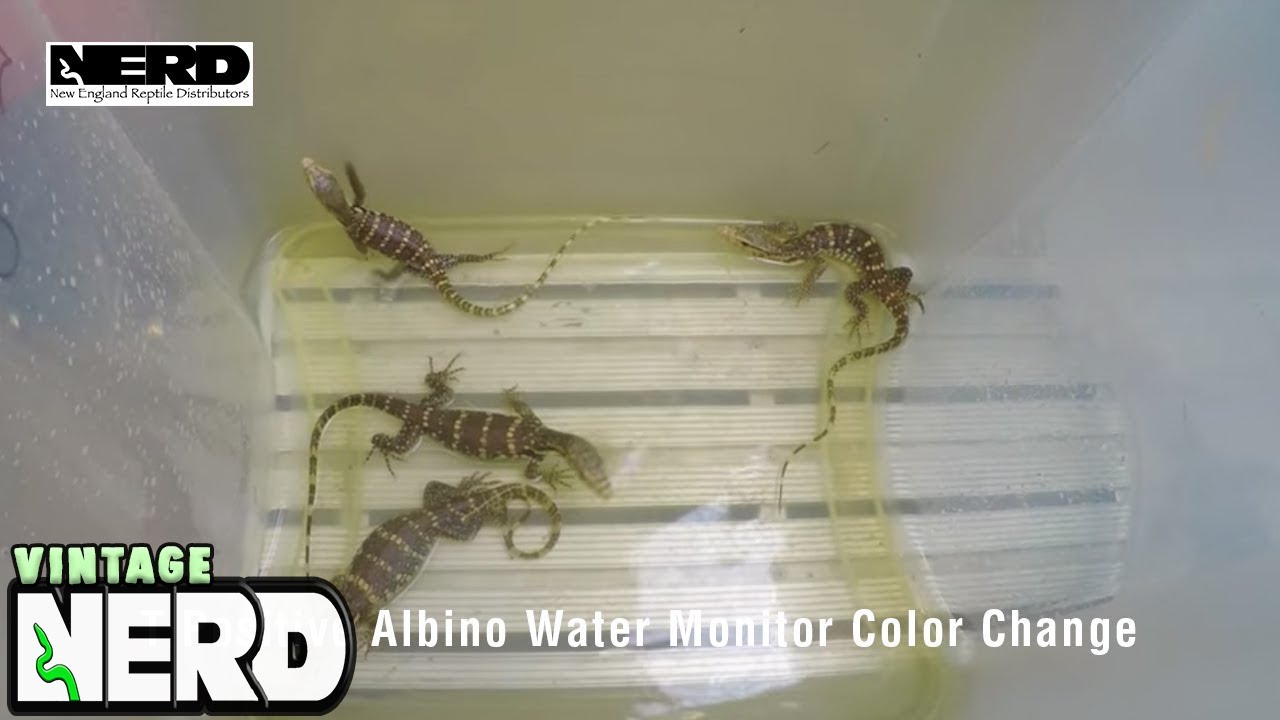 T Positive Albino Water Monitor Color Change